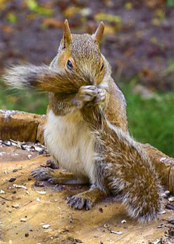 Peek-A-Boo Squirrel Mark Yanny Jackson WI photography  SOLD